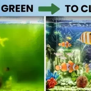 Aquariums Aqua-Guardian Blend - Image 19