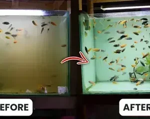 Aquariums Aqua-Guardian Blend - Image 23