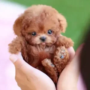 My Realistic Robot Puppy - Image 5
