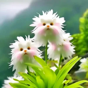 Dazzle Blossom Seeds - Image 4