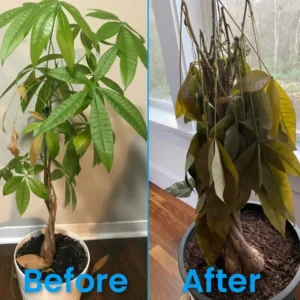 Plant Revitalizer - Image 13