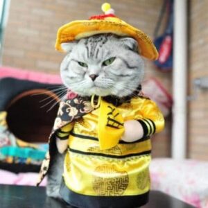 Funny Cat Costumes - Image 13