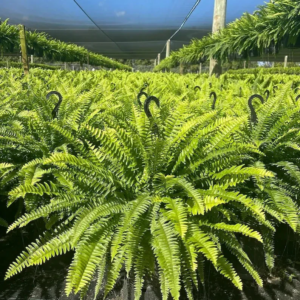 👍[Recommended by plant experts]🌿Plant and Flower Activation Liquid Solution🔥Buy 3 Get 5 Free💥