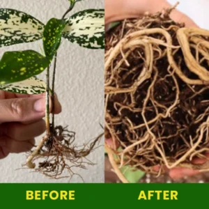 Rapid Rooting Fluid - Image 6