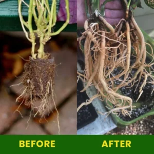 Rapid Rooting Fluid - Image 7