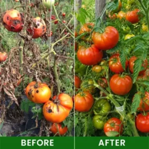 Baking Soda Powder for Plants - Image 9