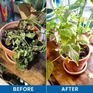 Baking Soda Powder for Plants - Image 10