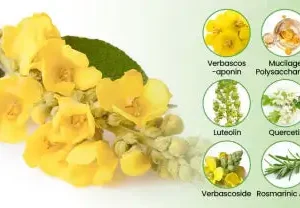 NEYEROS Botanical Mullein Lung Cleanse Diffuser - Image 7
